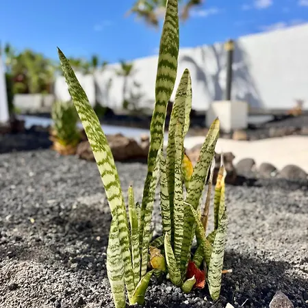 Elixir Estate Apartmán Antigua (Fuerteventura)